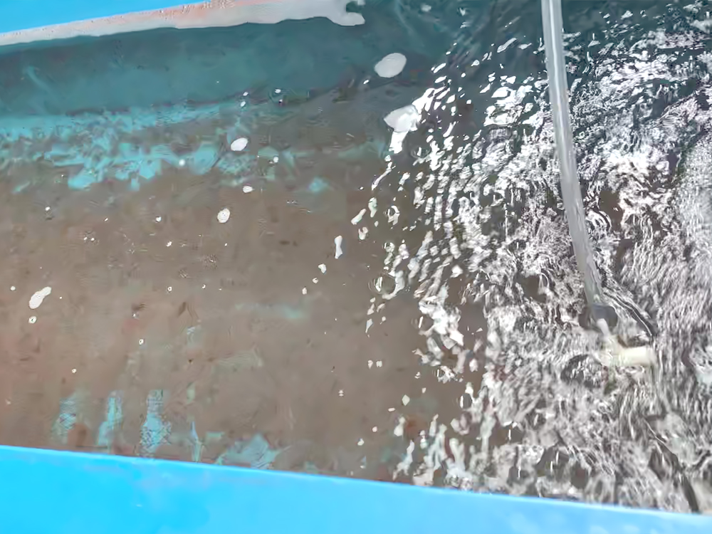 貴州三穗- 淡水魚(yú)類 - 淡水