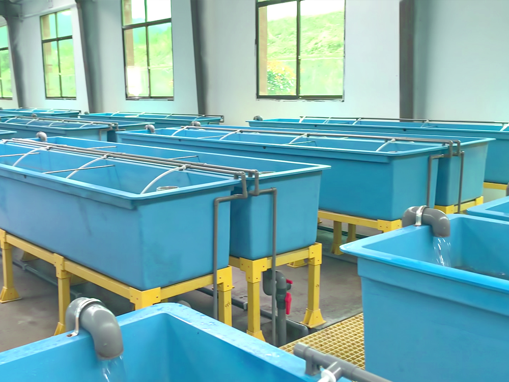 貴州三穗- 淡水魚(yú)類 - 淡水