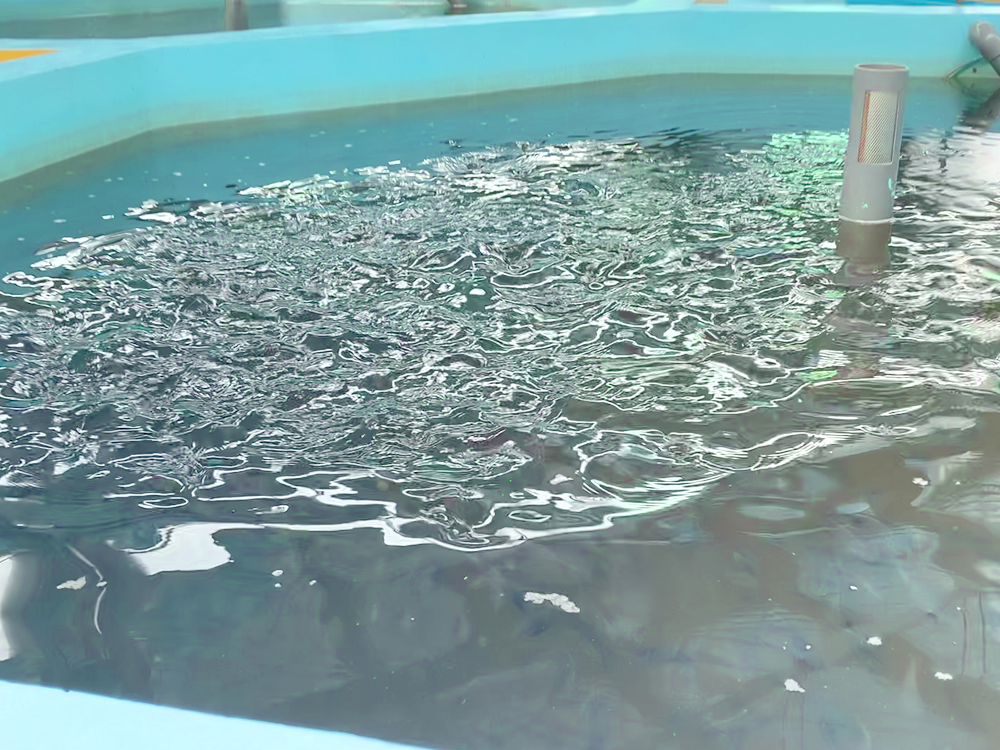 貴州三穗- 淡水魚(yú)類 - 淡水