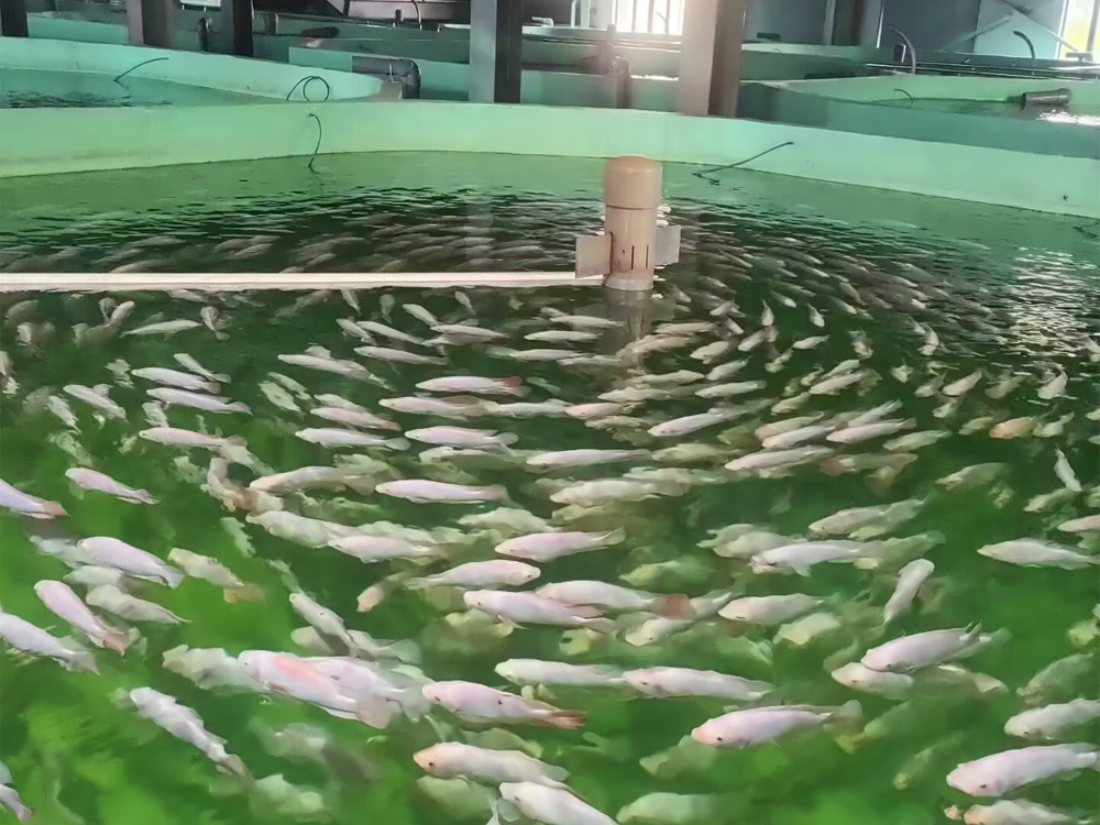 山東微山 - 加州鱸魚(yú) - 淡水