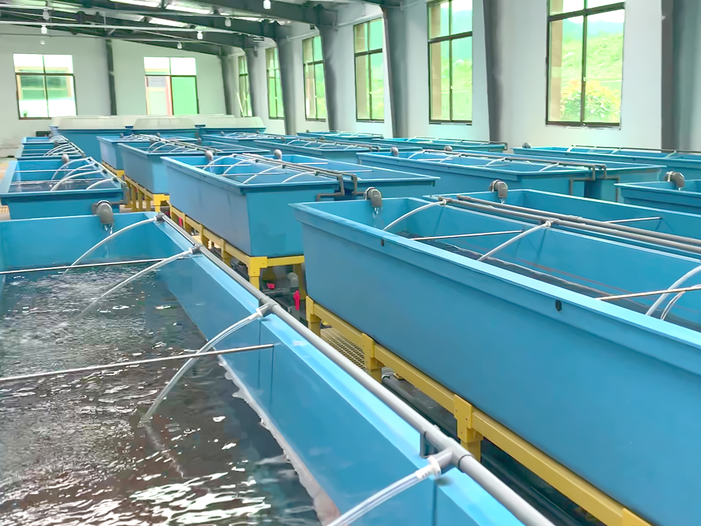 貴州三穗- 淡水魚(yú)類 - 淡水