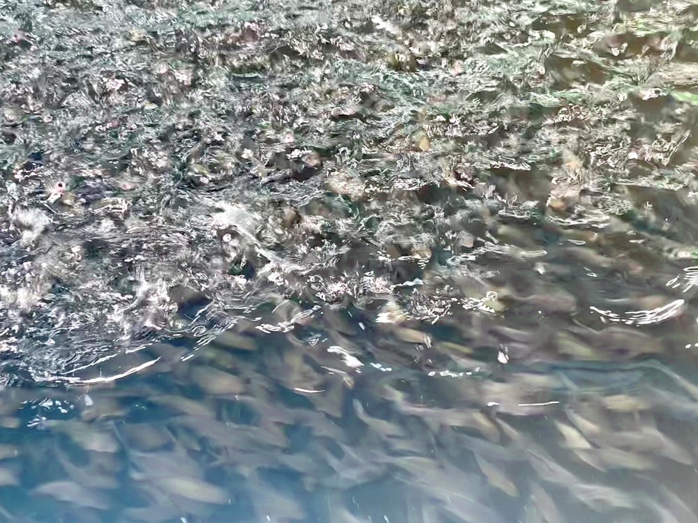 貴州三穗- 淡水魚(yú)類 - 淡水